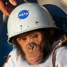 The original Ham, NASA's first chimponaut